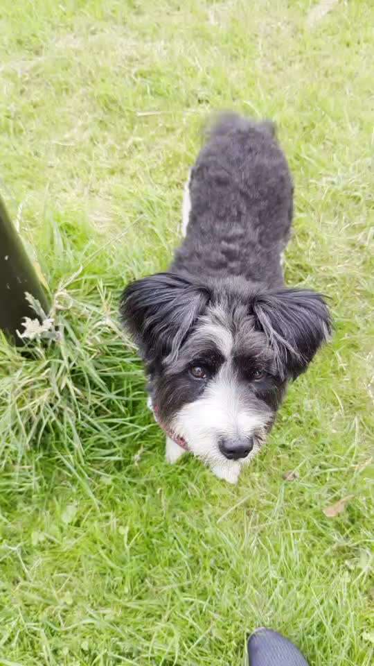 56. Gemeinsames Tricktraining : einein Gegenstand  ruckwärts umrunden-Beitrag-Bild