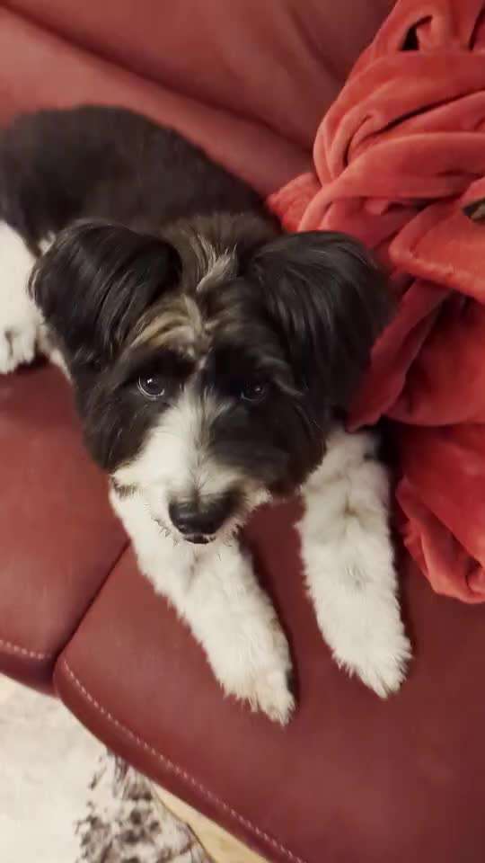 43. Impulskontrollchallenge: Decke deinen Hund zu und er muss liegenbleiben-Beitrag-Bild