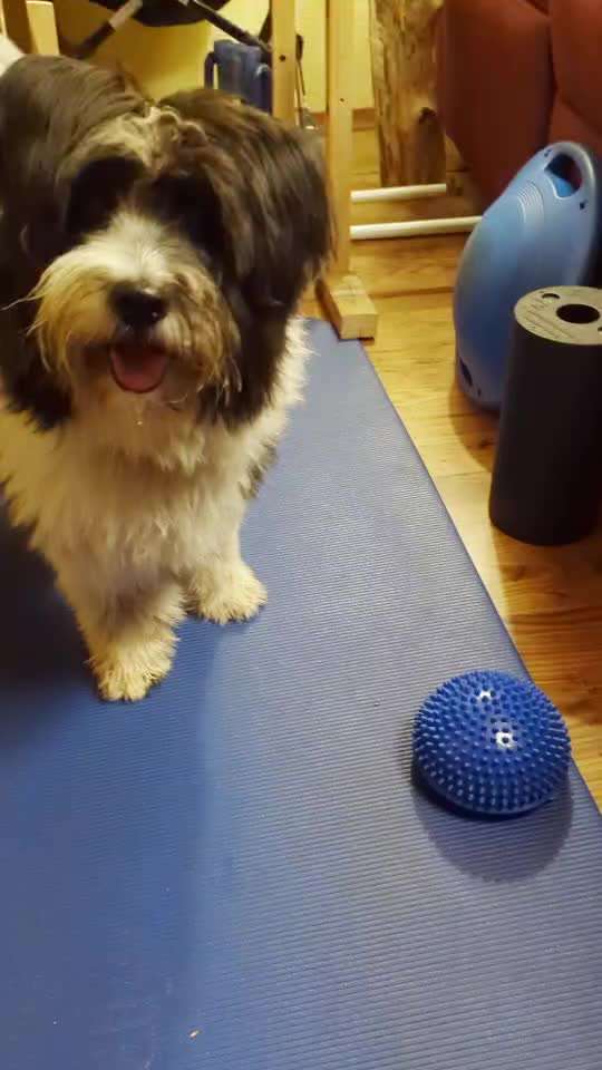 44.Tricktraining ,, Pfote auf Target,,-Beitrag-Bild