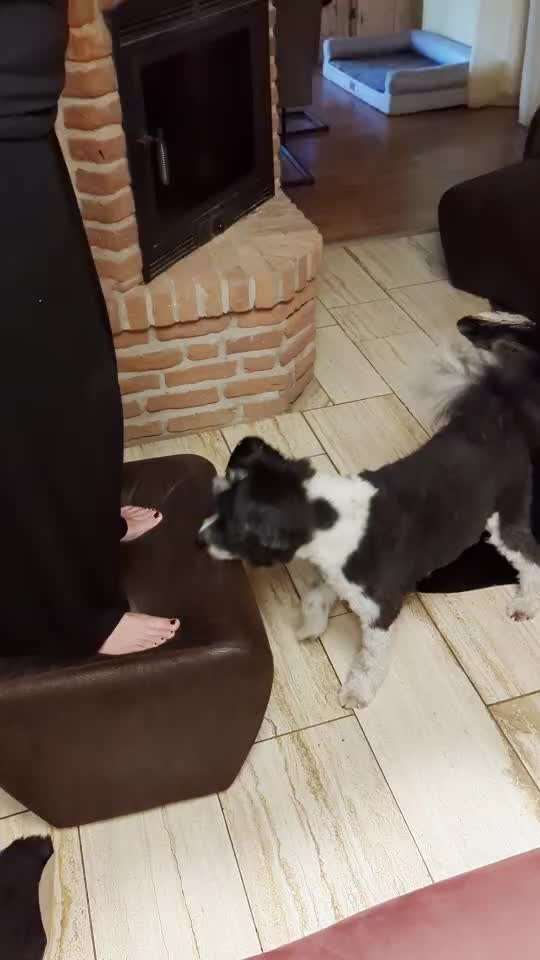 56. Gemeinsames Tricktraining : einein Gegenstand  ruckwärts umrunden-Beitrag-Bild