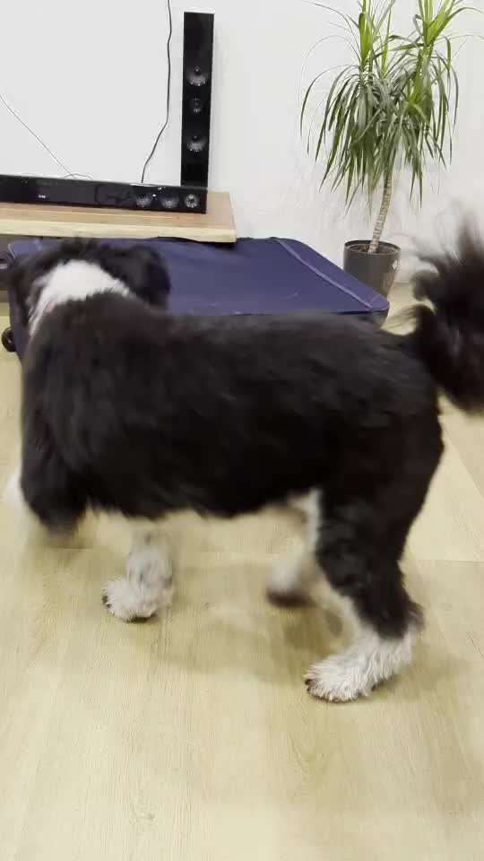 43. Impulskontrollchallenge: Decke deinen Hund zu und er muss liegenbleiben-Beitrag-Bild