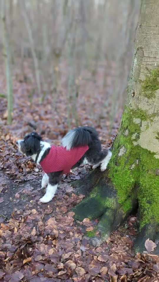 Trick Challenge ABC-Beitrag-Bild