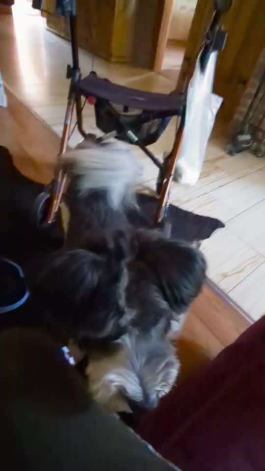 68. Tricktraining "Flyball"-Beitrag-Bild