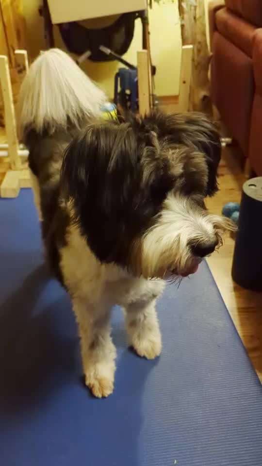 45. Tricktraining - Apportieren-Beitrag-Bild