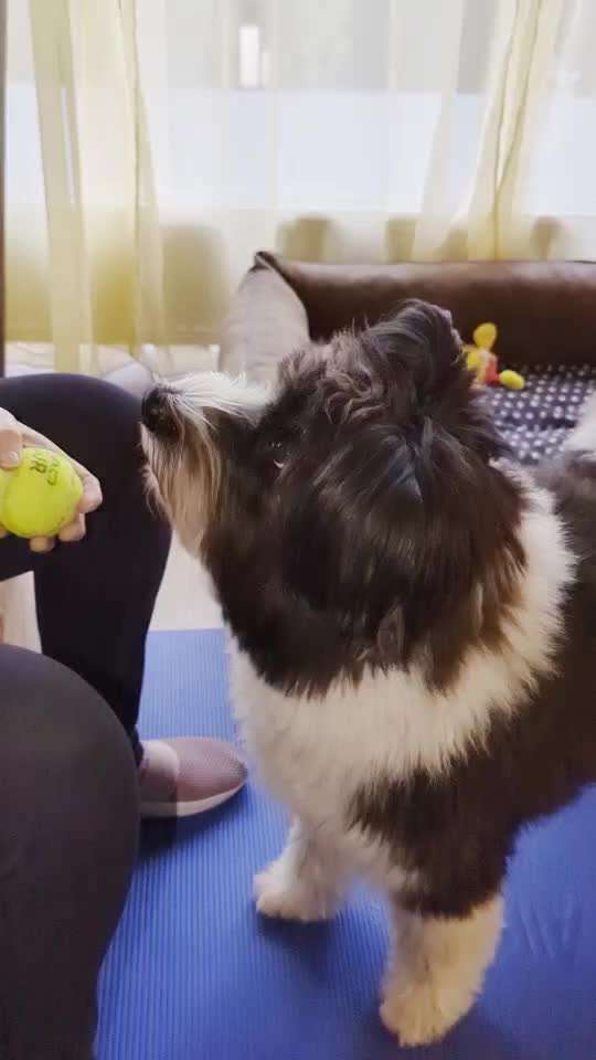 42. Gemeinsames Tricktraining: Look-Target-Beitrag-Bild