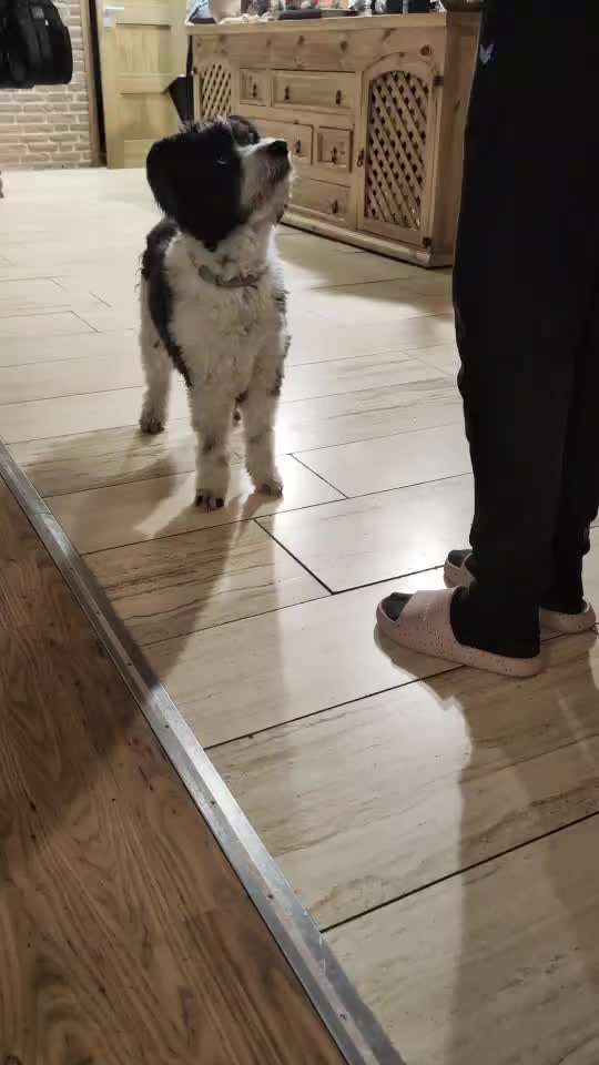 82. Trickspiel : Bleib!-Beitrag-Bild