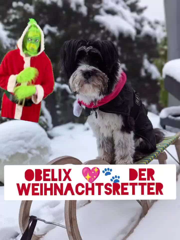 Action-Fun Hund- Aventskalender-Beitrag-Bild