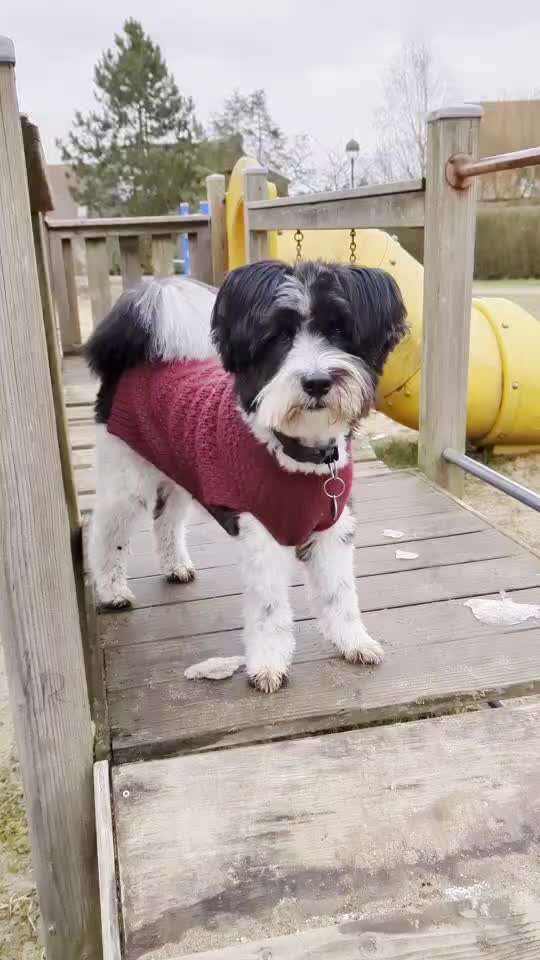 41. Handy Video Challenge-Beitrag-Bild