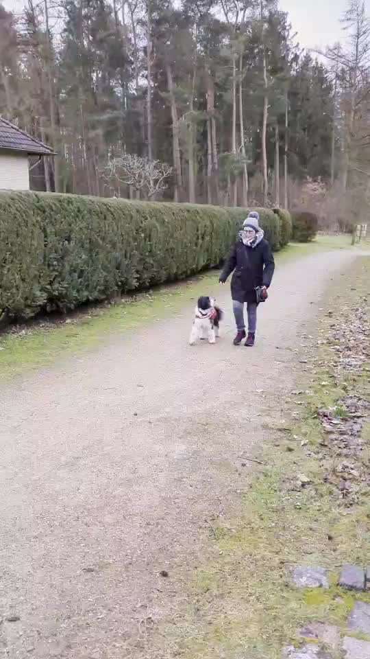 Impulskontrolle Challenge Nr . 6: ohne Befehle-Beitrag-Bild