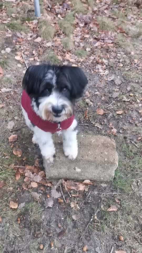 Trick Challenge 24 ,,Elefantentrick"-Beitrag-Bild