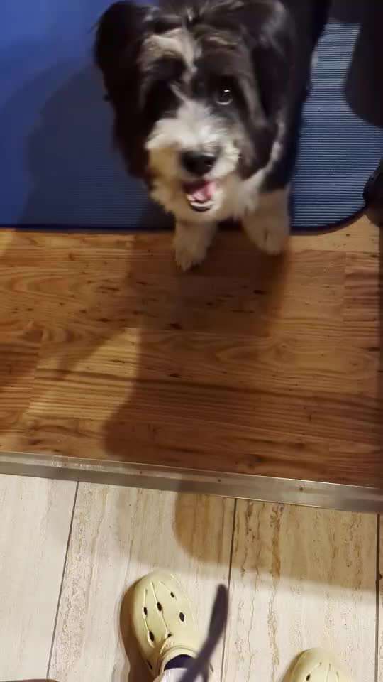 65. Gemeinsames Tricktraining: Rückwärts auf Gegenstand-Beitrag-Bild