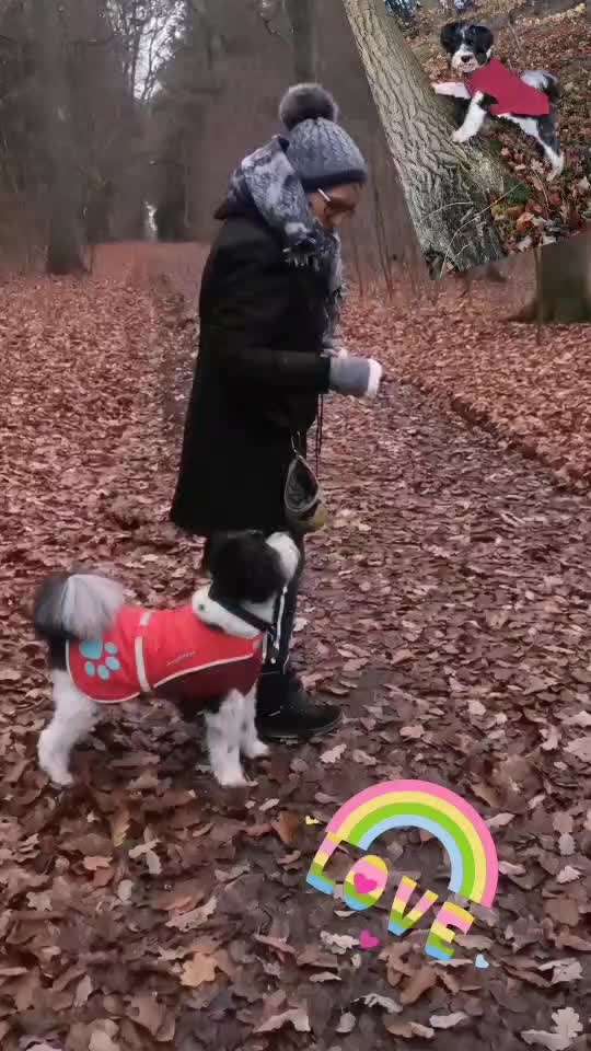 55. Gemeinsames Tricktraining: Seitengänge-Beitrag-Bild