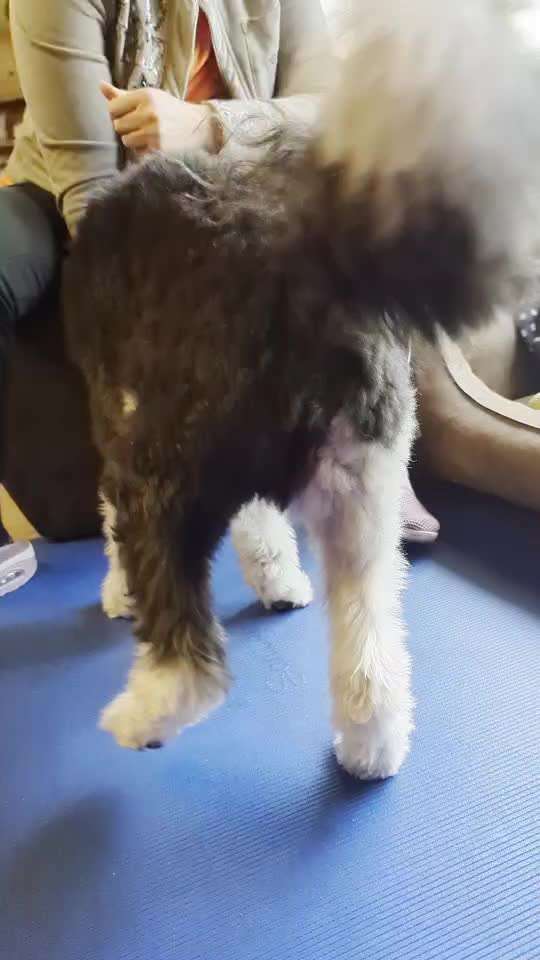 34. Trick Challenge: Pfötchen geben - alle viere!-Beitrag-Bild