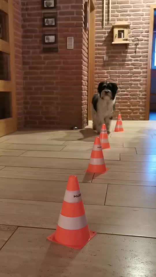 67. Trick Training  " Parcour/Agility" bzw. Distanz schafft Nähe-Beitrag-Bild