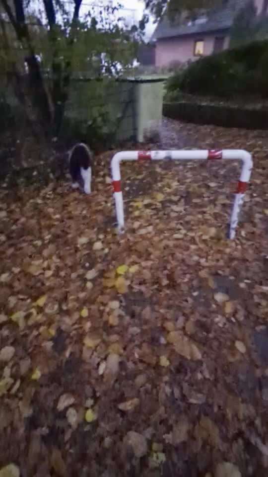 67. Trick Training  " Parcour/Agility" bzw. Distanz schafft Nähe-Beitrag-Bild