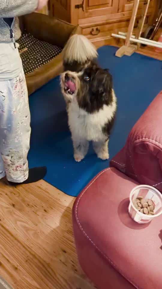 Koffer Packen: Spezial Weihnachtsedition-Beitrag-Bild