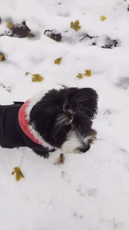 Gemeinsame Impulkontrolle Übung Nr.24-Beitrag-Bild