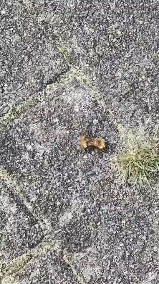 59. Impulskontrollchallenge " Qual der Wahl"-Beitrag-Bild