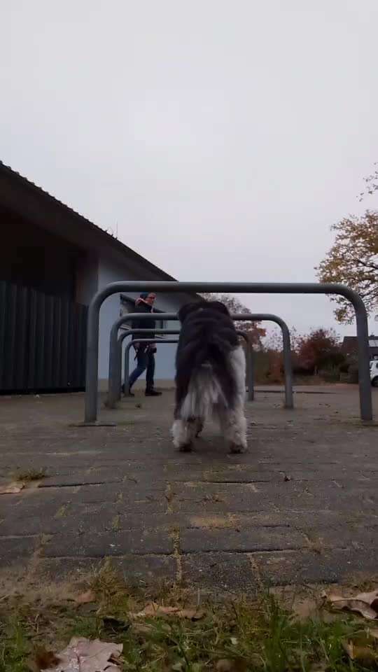 67. Trick Training  " Parcour/Agility" bzw. Distanz schafft Nähe-Beitrag-Bild