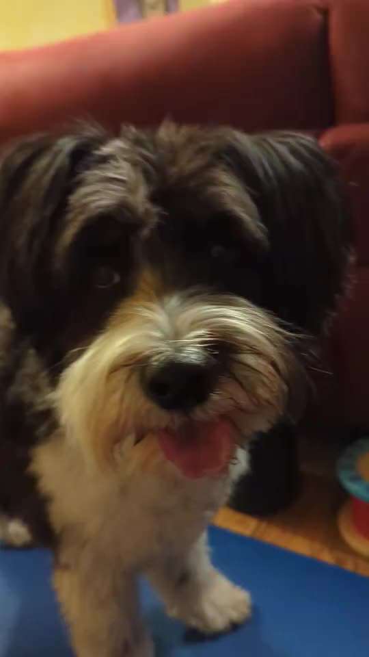 Impulskontrolle Challenge Nr. 5: Lekkerli zurück bringen-Beitrag-Bild