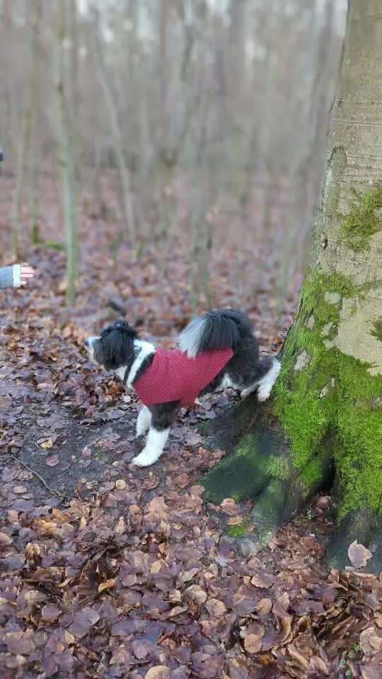 65. Gemeinsames Tricktraining: Rückwärts auf Gegenstand-Beitrag-Bild