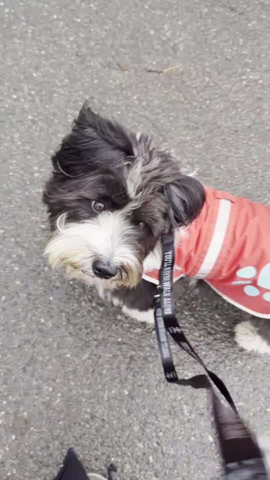 Nr. 71 - Leinenführigkeit (Impulskontrollübung)-Beitrag-Bild