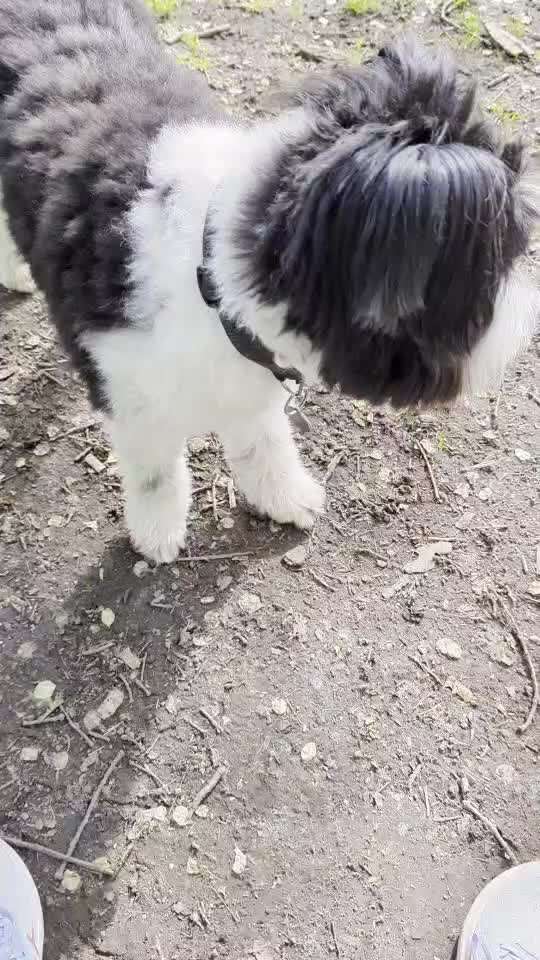 50. Gemeinsames Tricktraining: Wange an einen Gegenstand-Beitrag-Bild