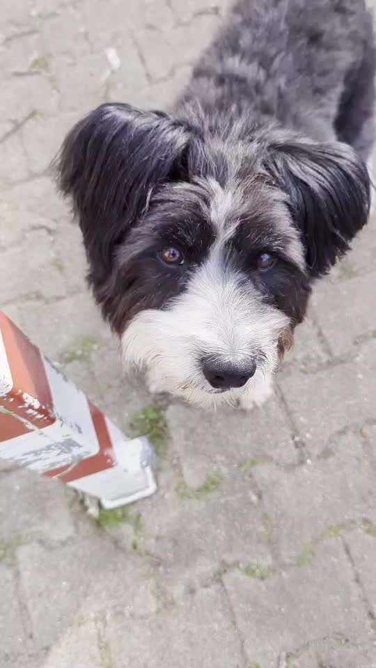 50. Gemeinsames Tricktraining: Wange an einen Gegenstand-Beitrag-Bild