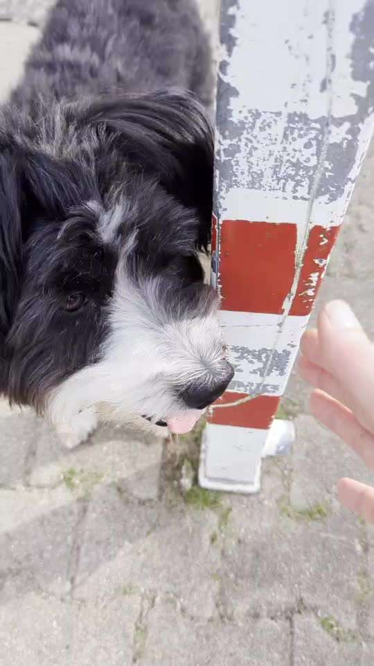 50. Gemeinsames Tricktraining: Wange an einen Gegenstand-Beitrag-Bild