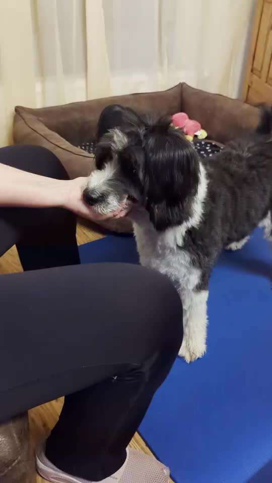 51. Gemeinsames Tricktraining: der Ja-Sager-Beitrag-Bild