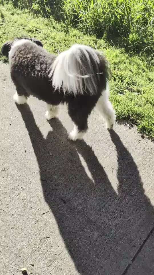 Gangbild/-analyse-Beitrag-Bild