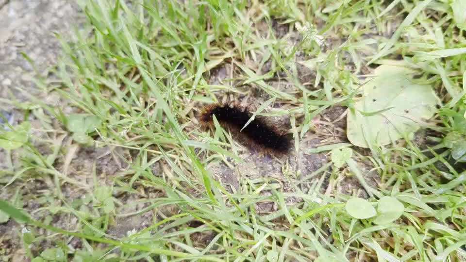 35. Impulskontrollübung "Kontakt mit anderen Tieren"-Beitrag-Bild