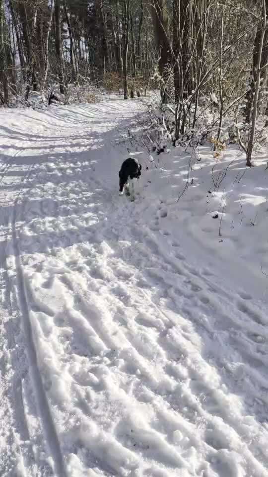 Impulskontrollübung Nr 69 : Ich achte auf Dich !-Beitrag-Bild