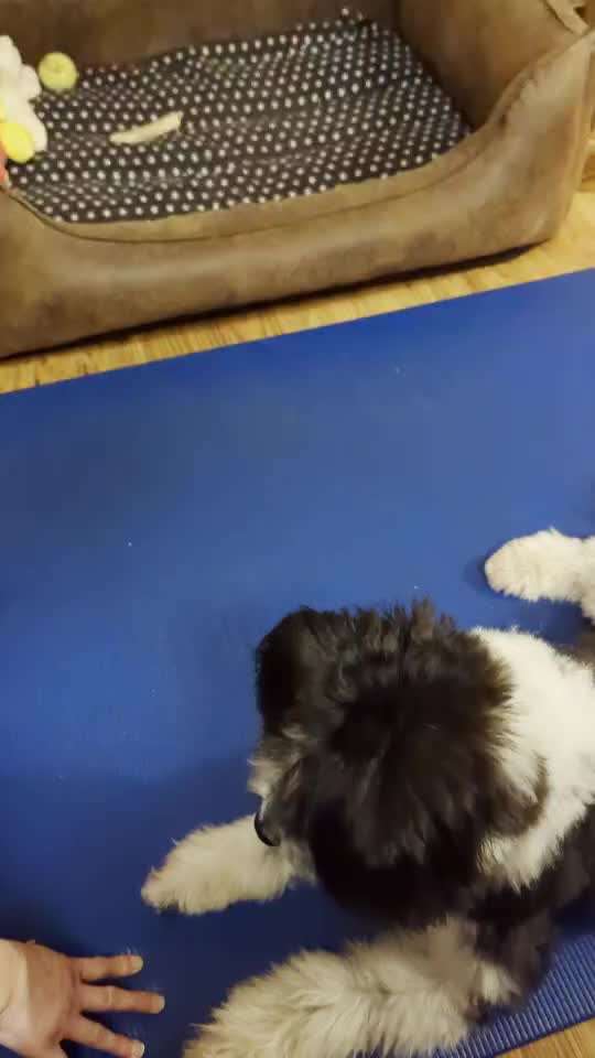 46. Tricktraining Rolle-Beitrag-Bild