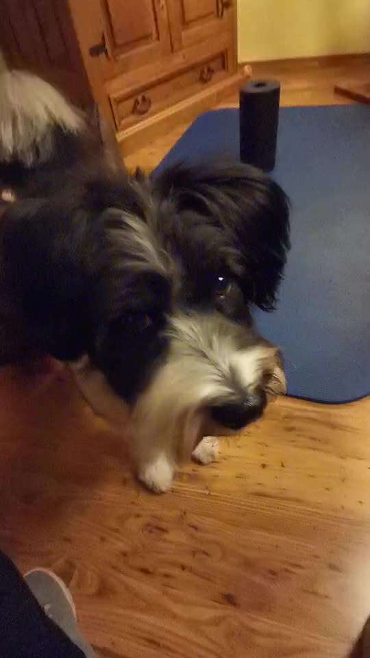 34. Trick Challenge: Pfötchen geben - alle viere!-Beitrag-Bild