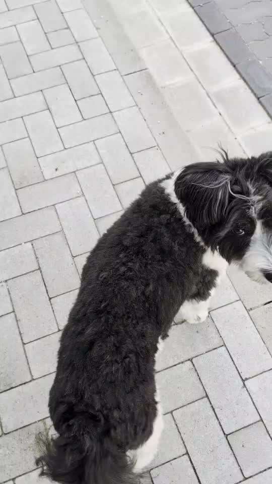 78.Trickspiel: Faceout-Beitrag-Bild