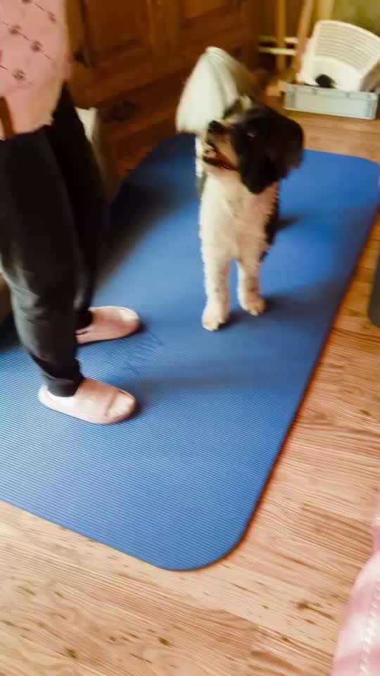 57. Gemeinsames Trick Training: High 5 und High 10-Beitrag-Bild