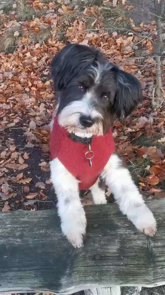 55. Gemeinsames Tricktraining: Seitengänge-Beitrag-Bild