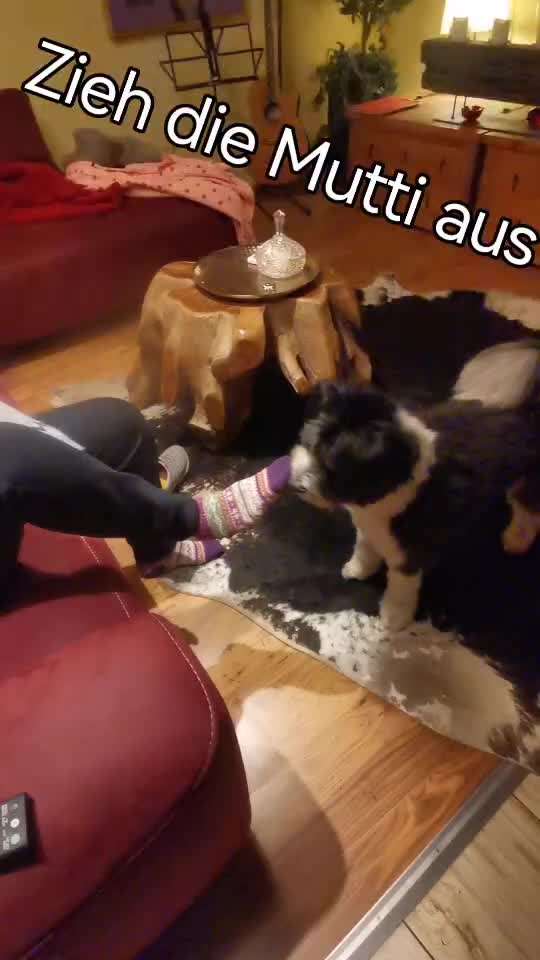 92.Gemeinsames Tricktraining Socken ausziehen-Beitrag-Bild