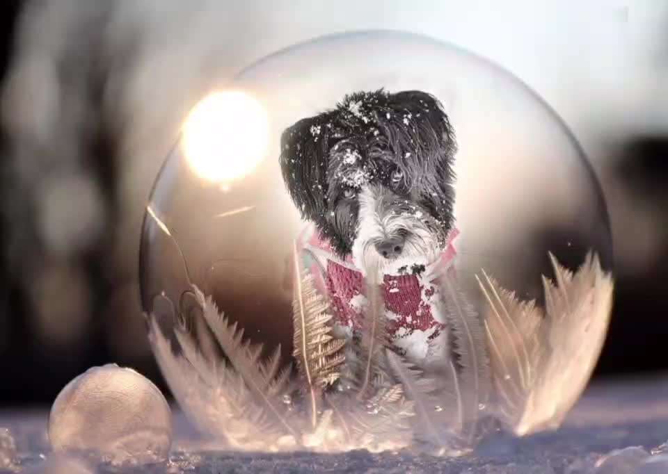 Action-Fun Hund- Aventskalender-Beitrag-Bild