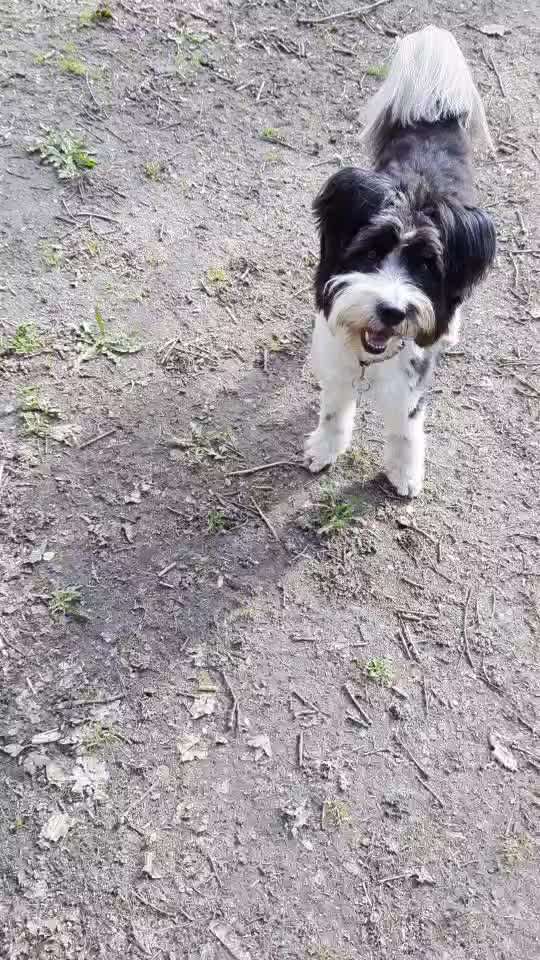 Trick Spiel - Koffer packen - der 17.-Beitrag-Bild