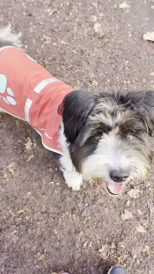 31. Impulskontrollübung: Artgenossen-Beitrag-Bild