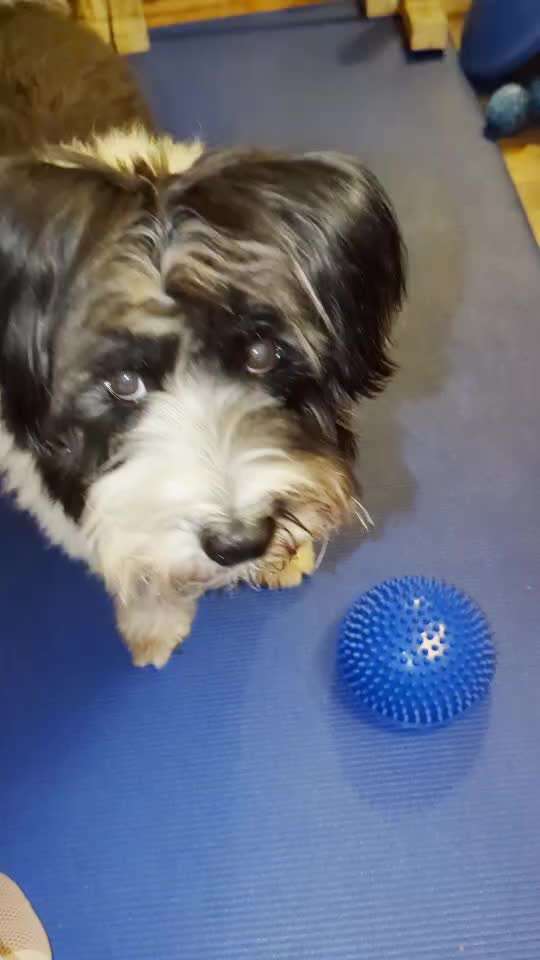 44.Tricktraining ,, Pfote auf Target,,-Beitrag-Bild