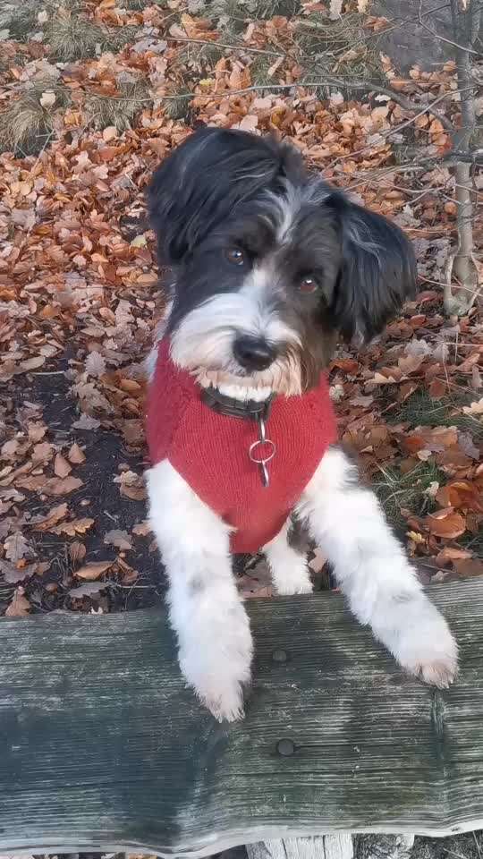 Trickdogging-Beitrag-Bild