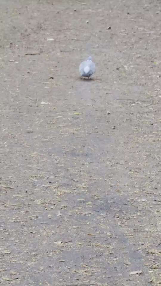 Impulskontrolle Challenge Nr 20: Jagdreiz/Bewegungsreiz aushalten-Beitrag-Bild