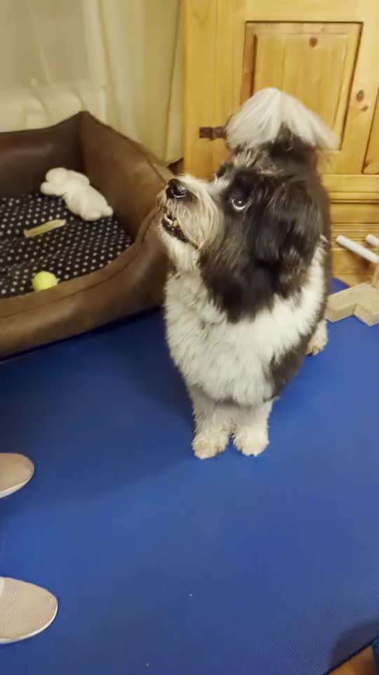 43.Gemeinsames Tricktraining: Becher stapeln-Beitrag-Bild