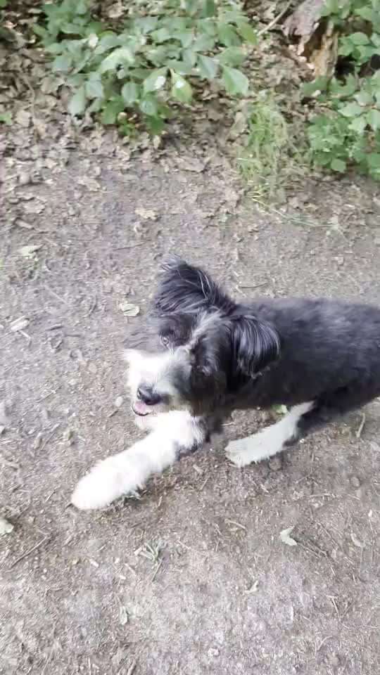 54. Impulskontrollchallenge  PAUSE MACHEN !-Beitrag-Bild