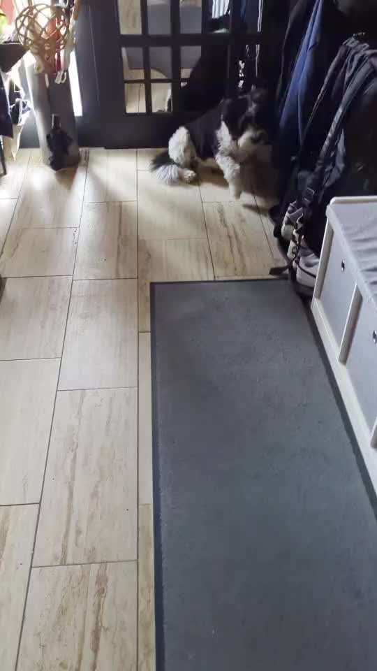 18. Impulskontrollen Challenge - Ding Dong-Beitrag-Bild