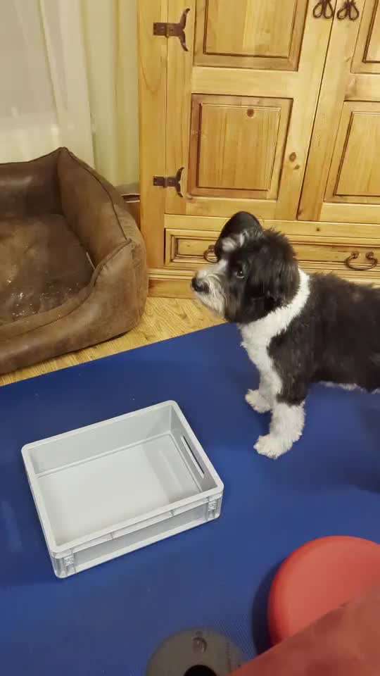 Trick-Challenge Nr.26 Quetschen-Beitrag-Bild