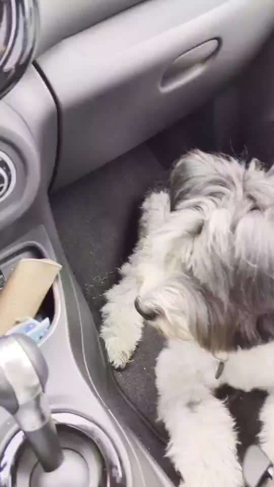 17.  Impulskontrolle Challenge-Leckerlie fällt zufällig runter.-Beitrag-Bild